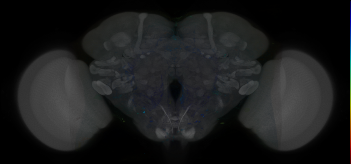 P{VT045230-GAL4} expression pattern