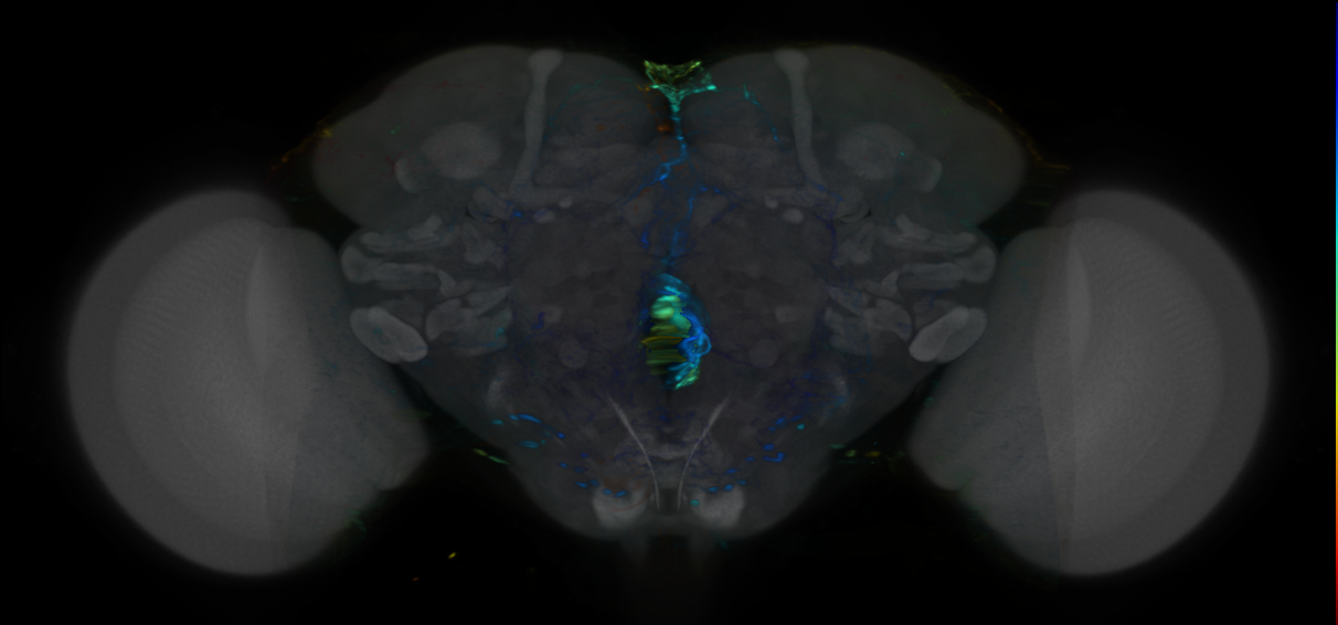 P{VT045230-GAL4} expression pattern