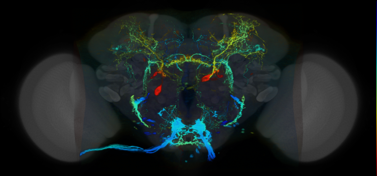 P{VT045244-GAL4} expression pattern