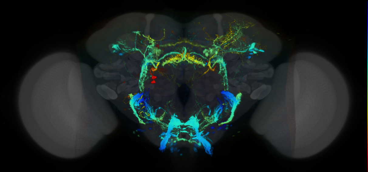 P{VT045244-GAL4} expression pattern