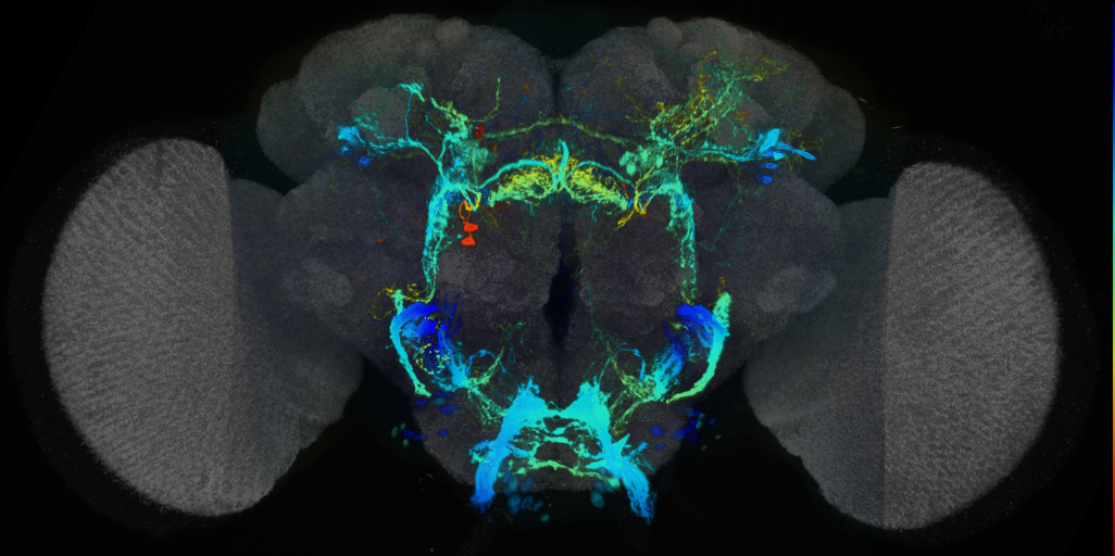 P{VT045244-GAL4} expression pattern