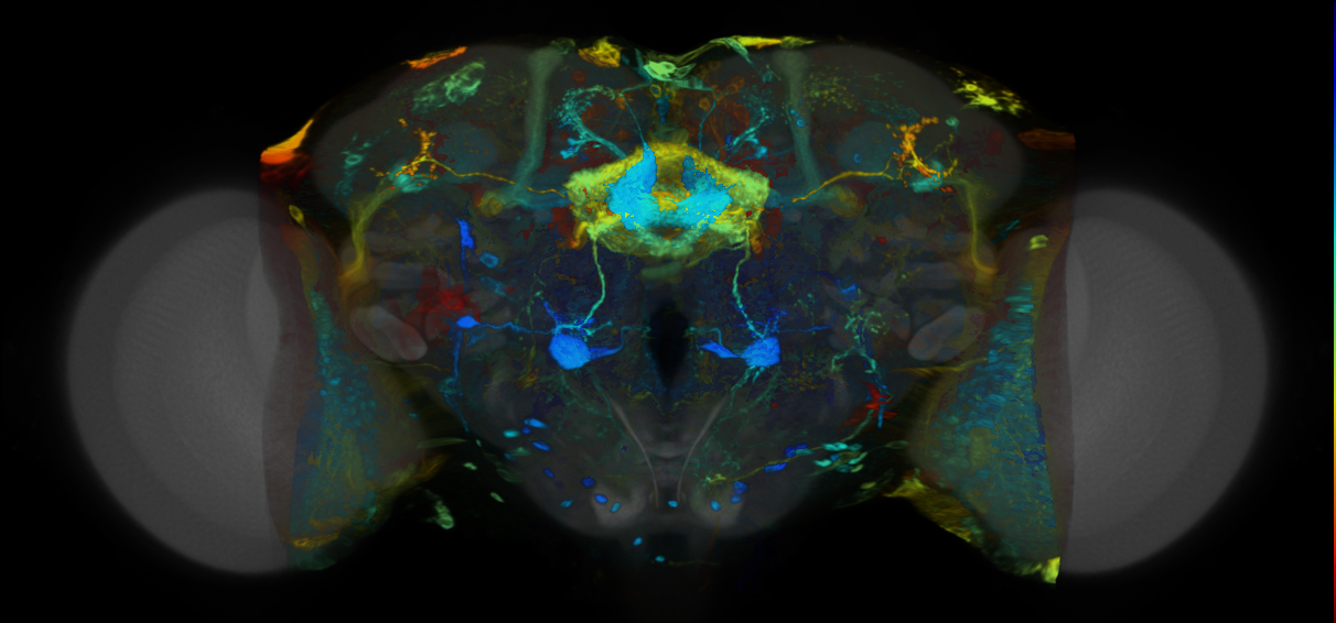 P{VT045326-GAL4} expression pattern