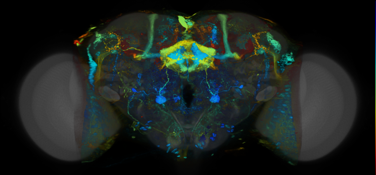 P{VT045326-GAL4} expression pattern