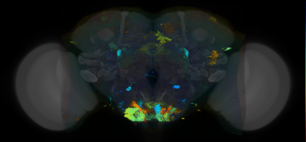 P{VT045332-GAL4} expression pattern