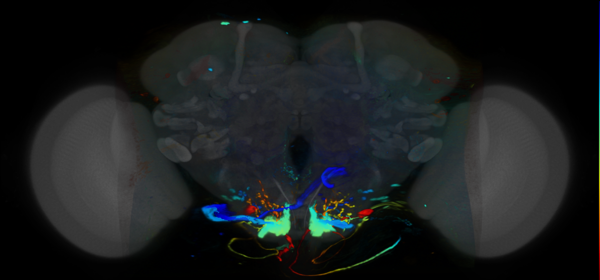 P{VT045333-GAL4} expression pattern