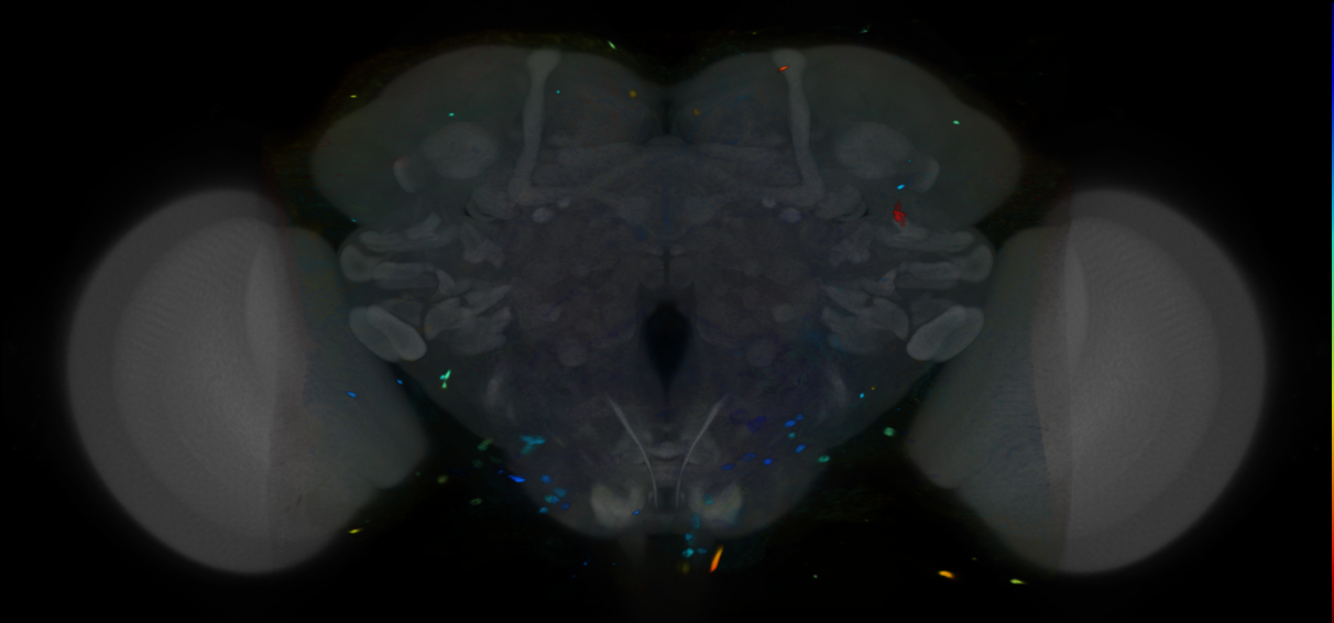 P{VT045337-GAL4} expression pattern