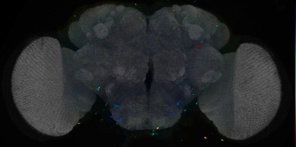P{VT045337-GAL4} expression pattern