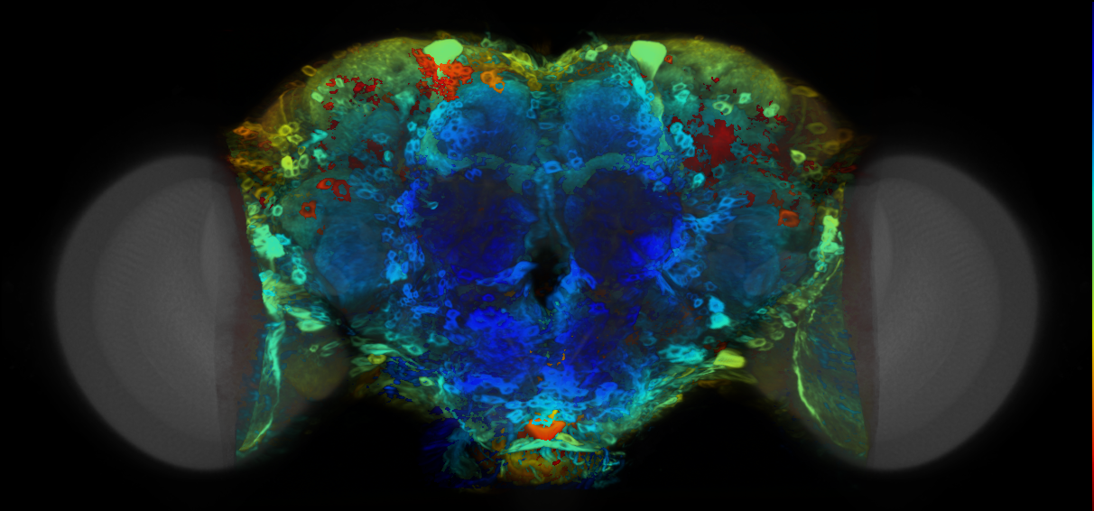 P{VT045397-GAL4} expression pattern