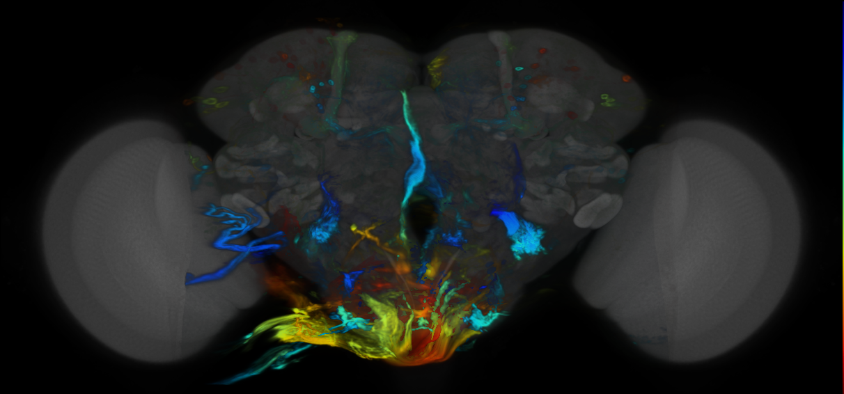 P{VT045577-GAL4} expression pattern