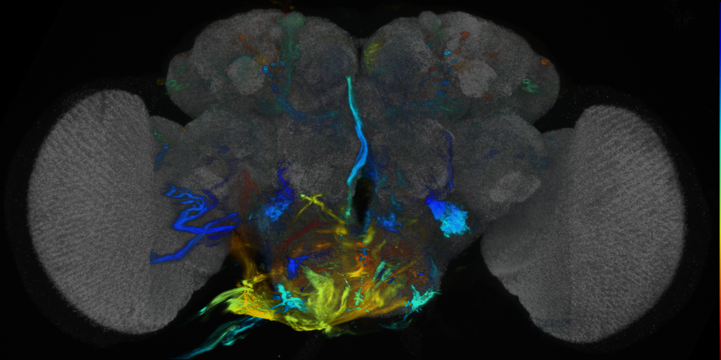 P{VT045577-GAL4} expression pattern