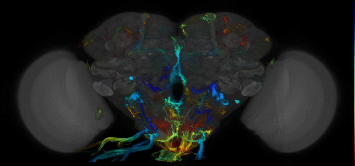 P{VT045577-GAL4} expression pattern