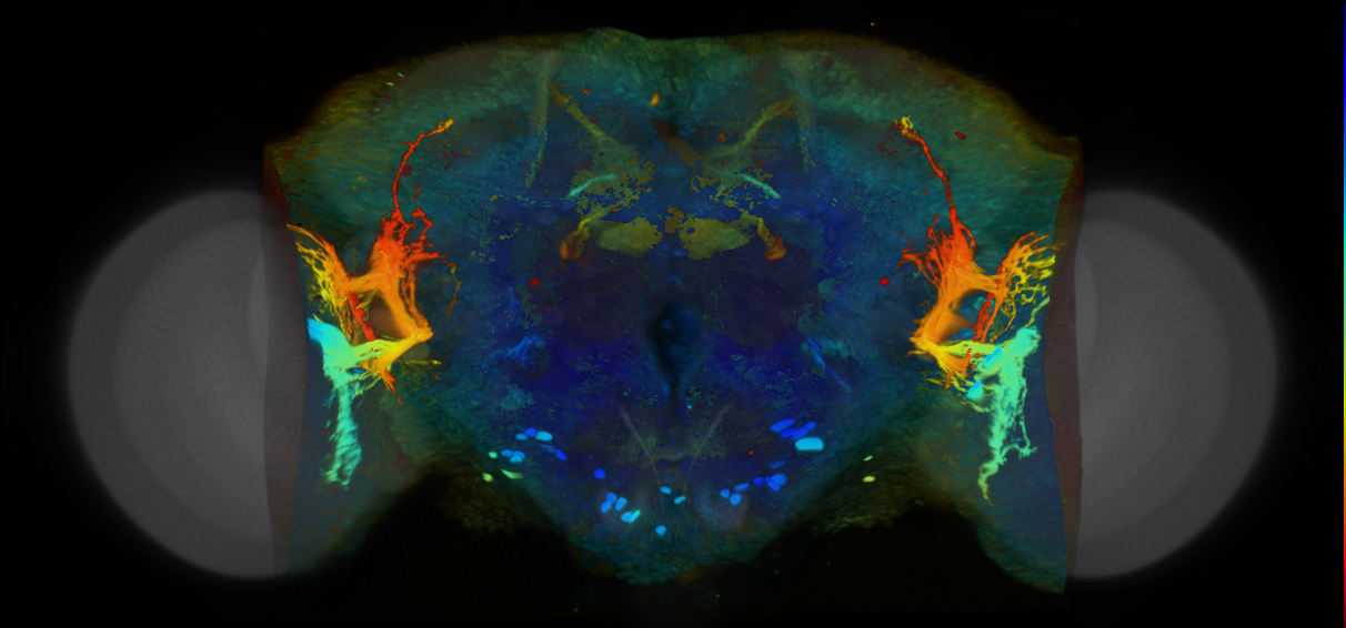 P{VT045604-GAL4} expression pattern