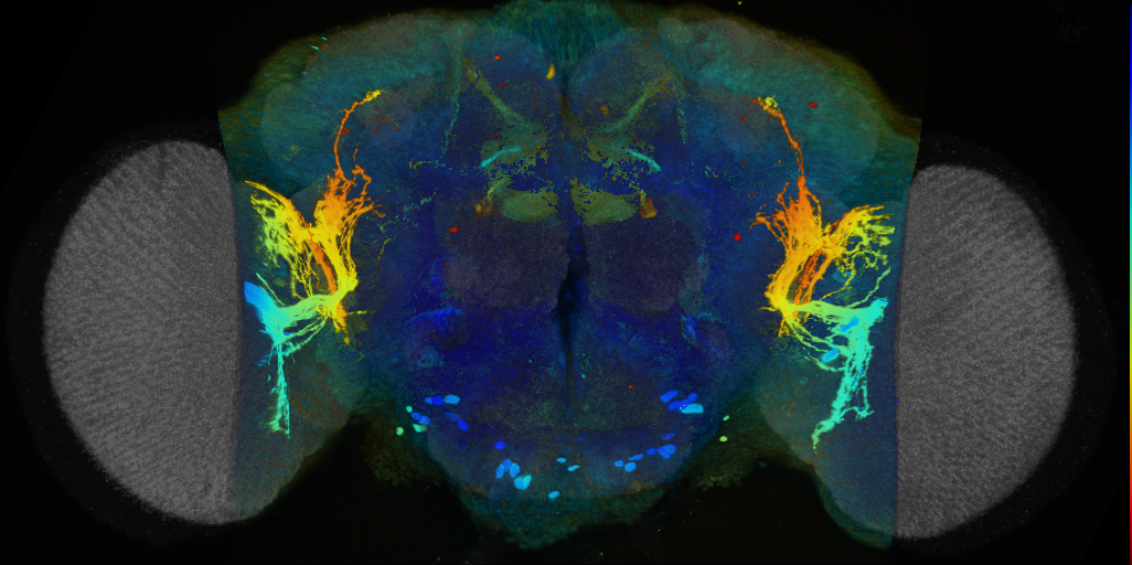 P{VT045604-GAL4} expression pattern