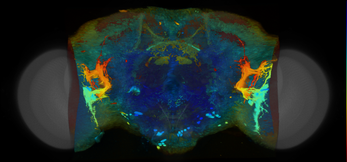 P{VT045604-GAL4} expression pattern