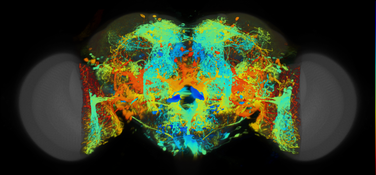 P{VT045637-GAL4} expression pattern