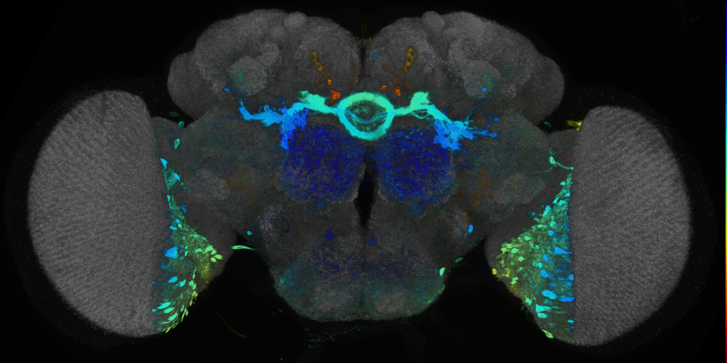 P{VT045642-GAL4} expression pattern