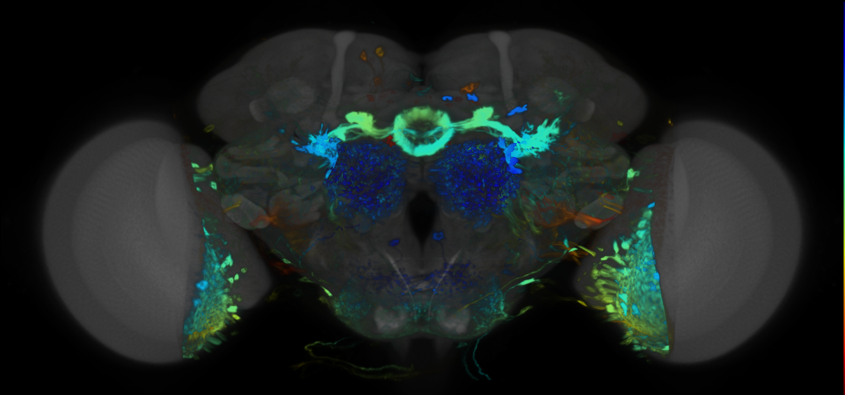 P{VT045642-GAL4} expression pattern