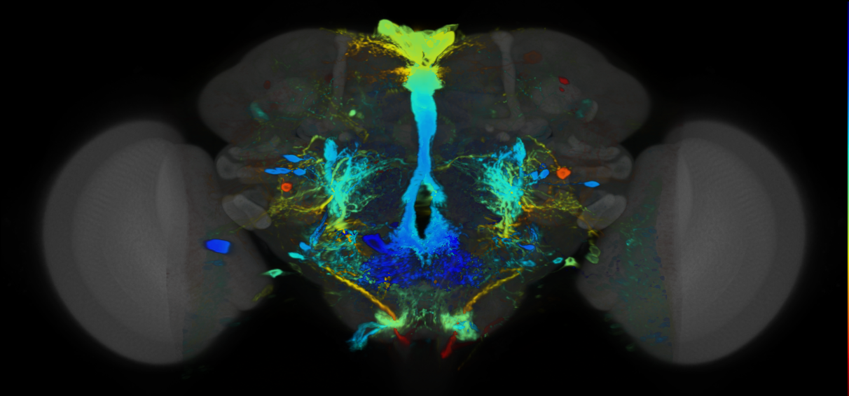 P{VT045655-GAL4} expression pattern