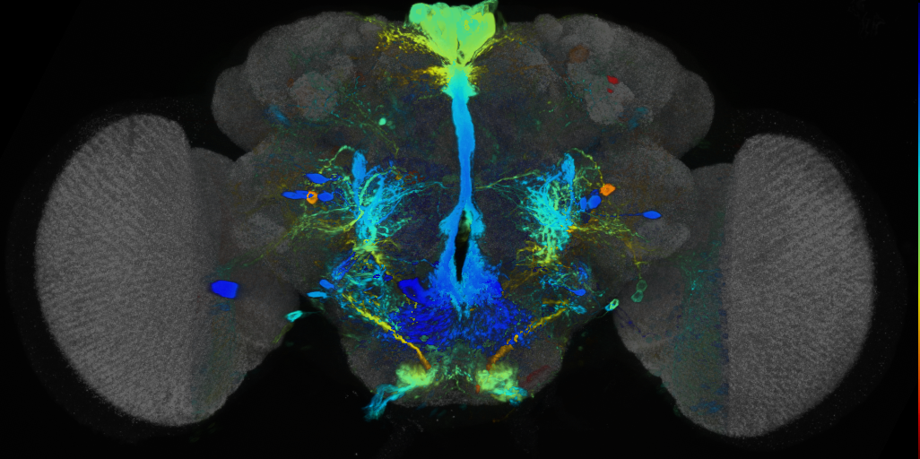 P{VT045655-GAL4} expression pattern