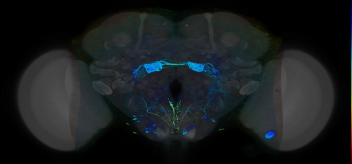 P{VT045773-GAL4} expression pattern