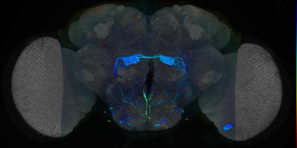 P{VT045773-GAL4} expression pattern