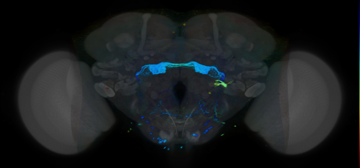 P{VT045773-GAL4} expression pattern