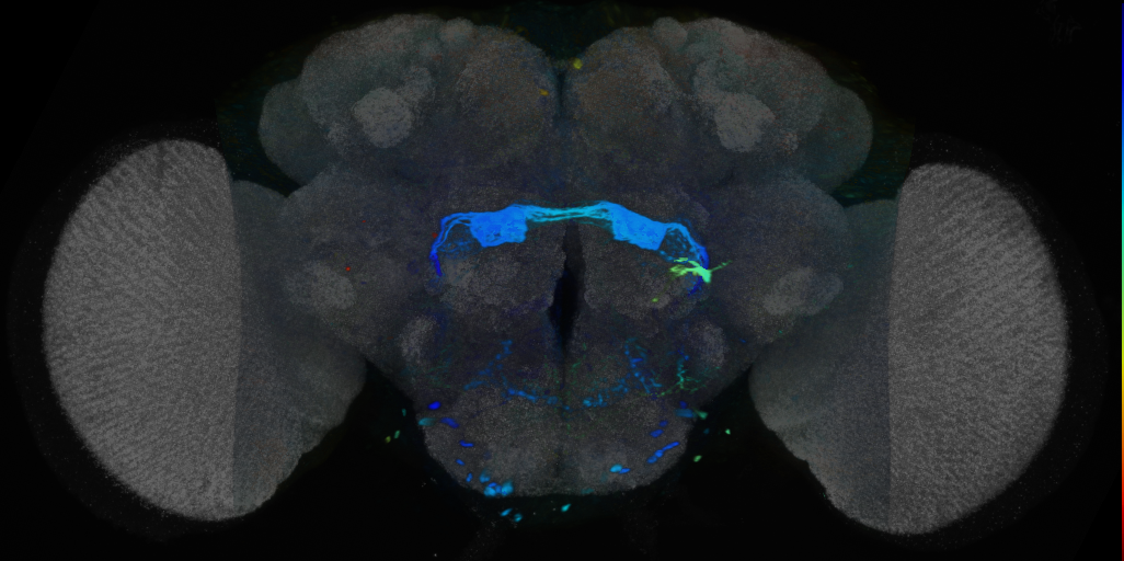 P{VT045773-GAL4} expression pattern