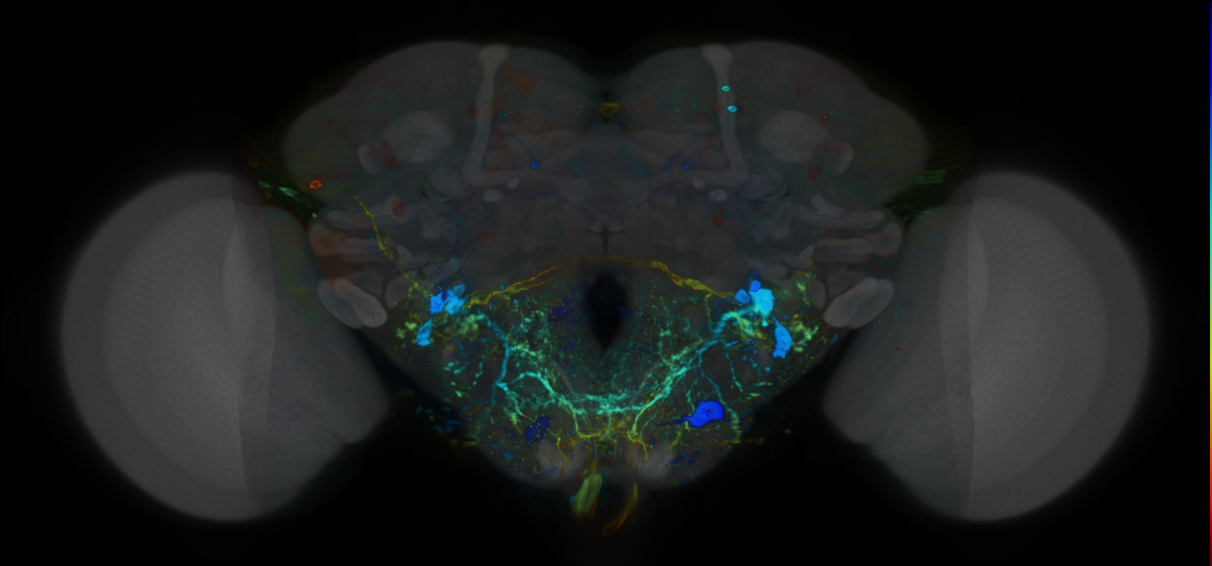 P{VT045791-GAL4} expression pattern