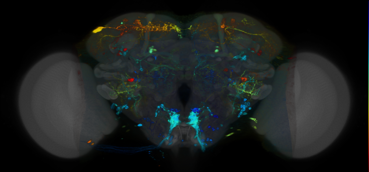 P{VT045975-GAL4} expression pattern