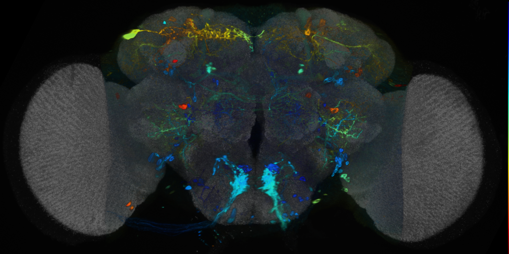 P{VT045975-GAL4} expression pattern