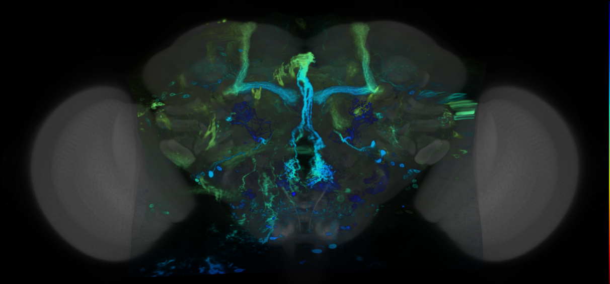 P{VT045976-GAL4} expression pattern