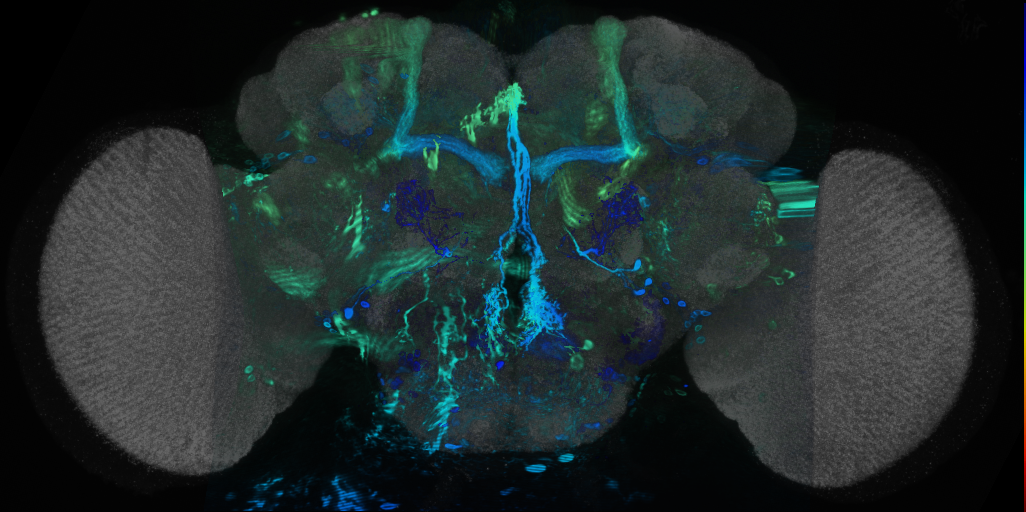 P{VT045976-GAL4} expression pattern