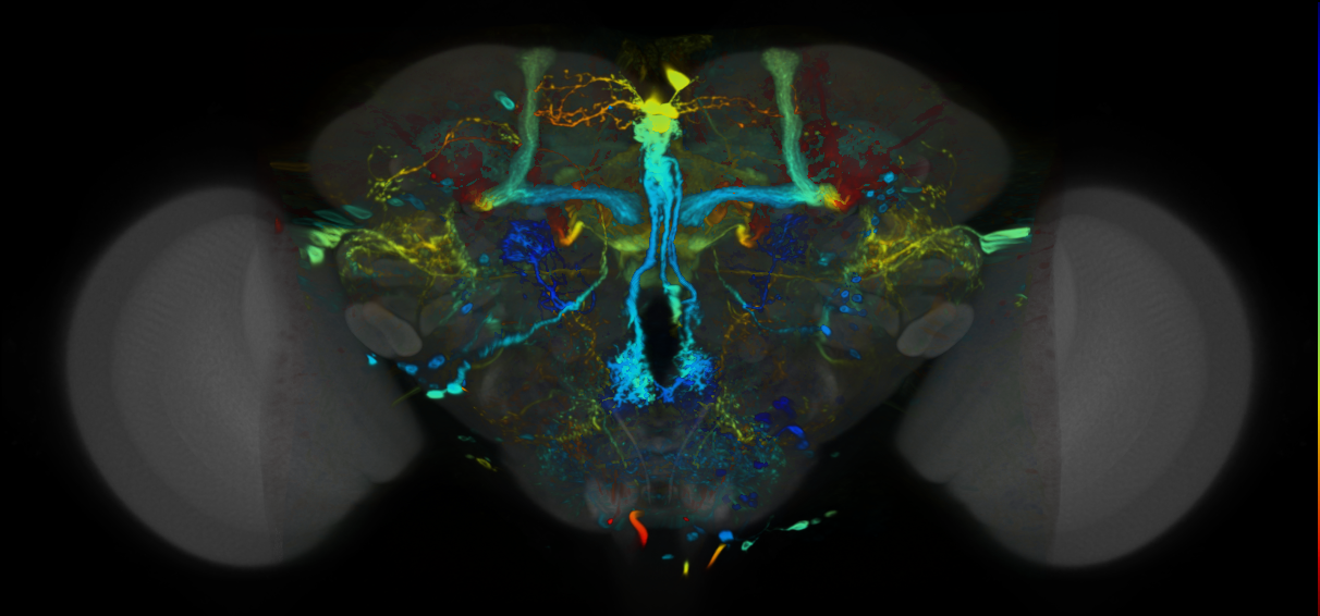 P{VT045976-GAL4} expression pattern