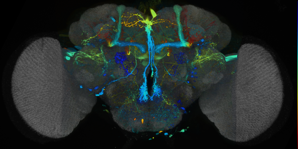P{VT045976-GAL4} expression pattern
