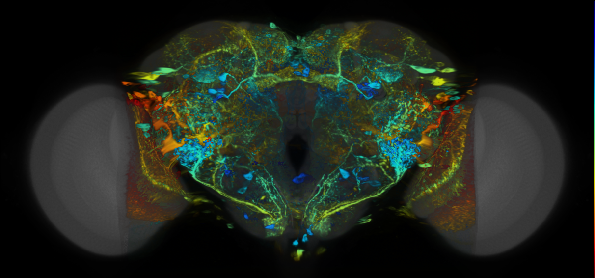 P{VT045990-GAL4} expression pattern