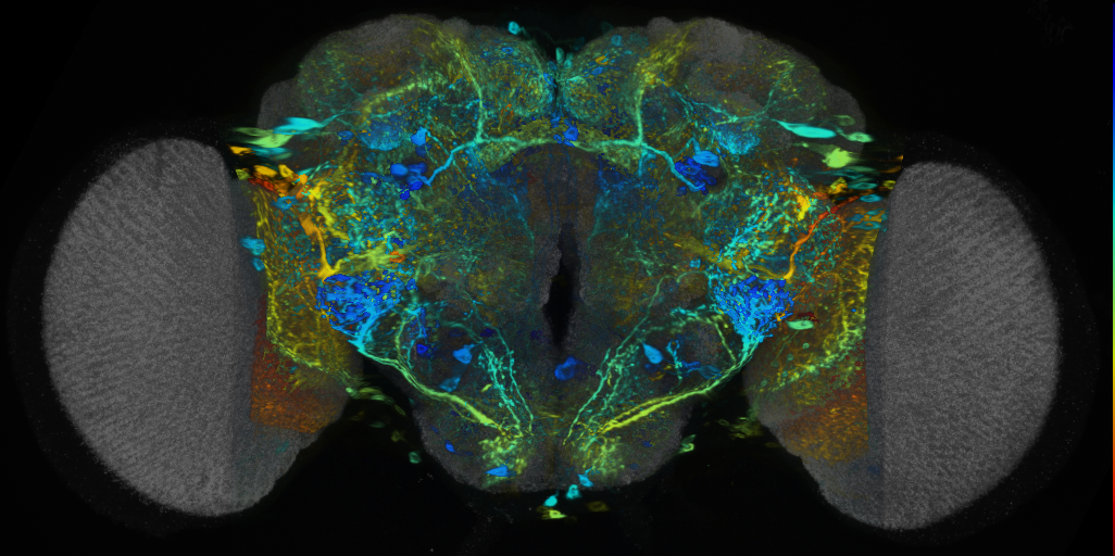 P{VT045990-GAL4} expression pattern