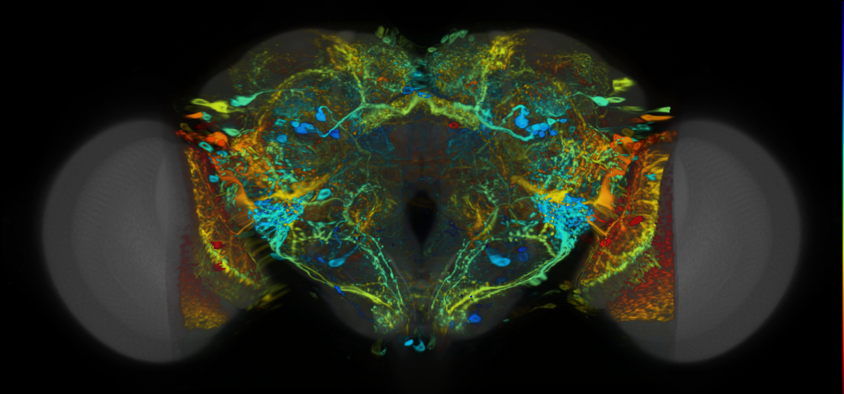 P{VT045990-GAL4} expression pattern