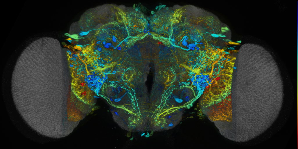 P{VT045990-GAL4} expression pattern