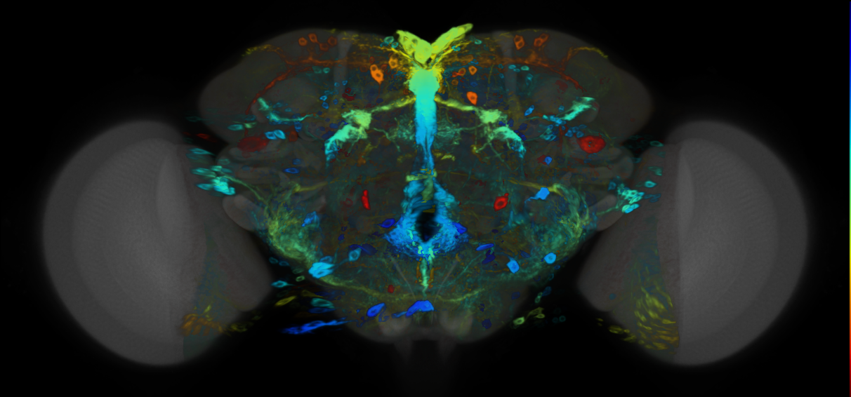 P{VT046012-GAL4} expression pattern