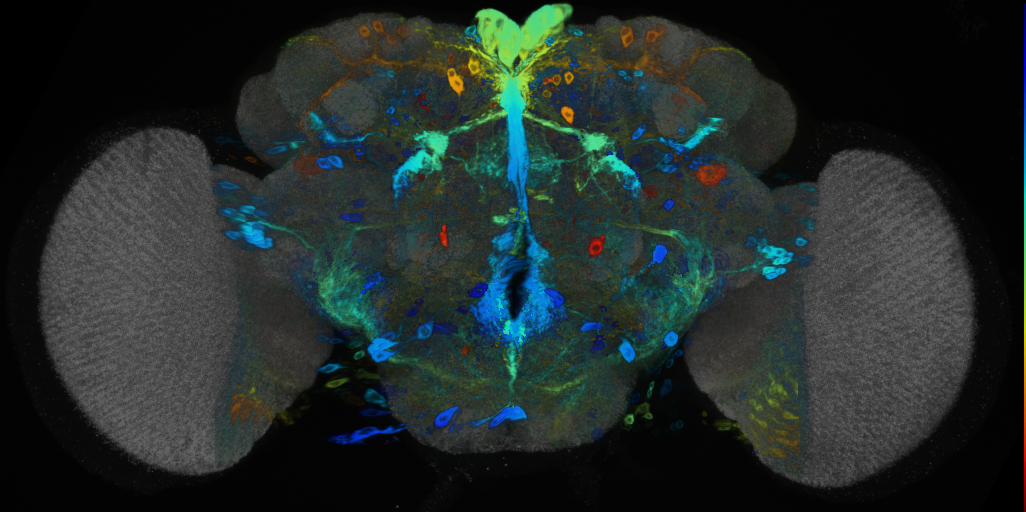 P{VT046012-GAL4} expression pattern