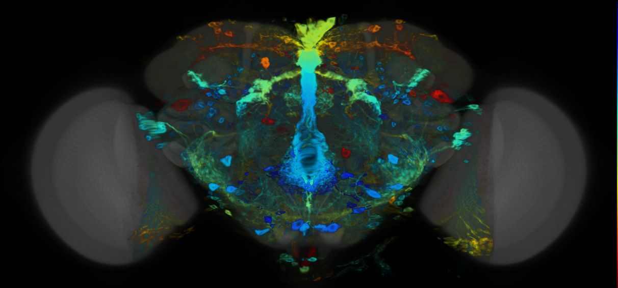 P{VT046012-GAL4} expression pattern