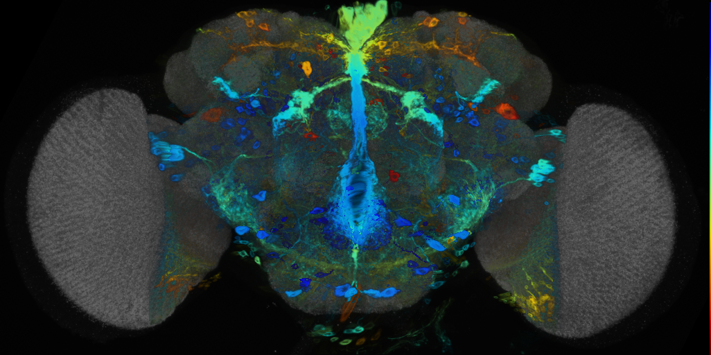 P{VT046012-GAL4} expression pattern