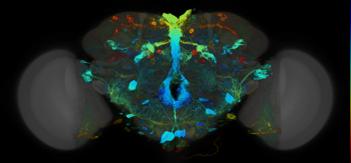 P{VT046012-GAL4} expression pattern