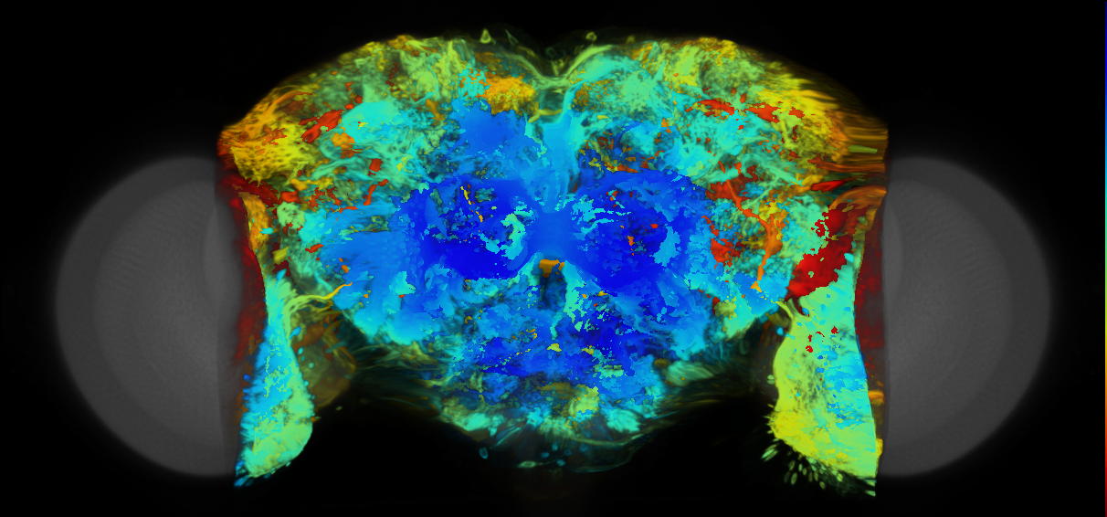 P{VT046050-GAL4} expression pattern