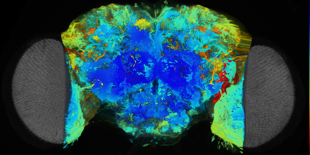 P{VT046050-GAL4} expression pattern