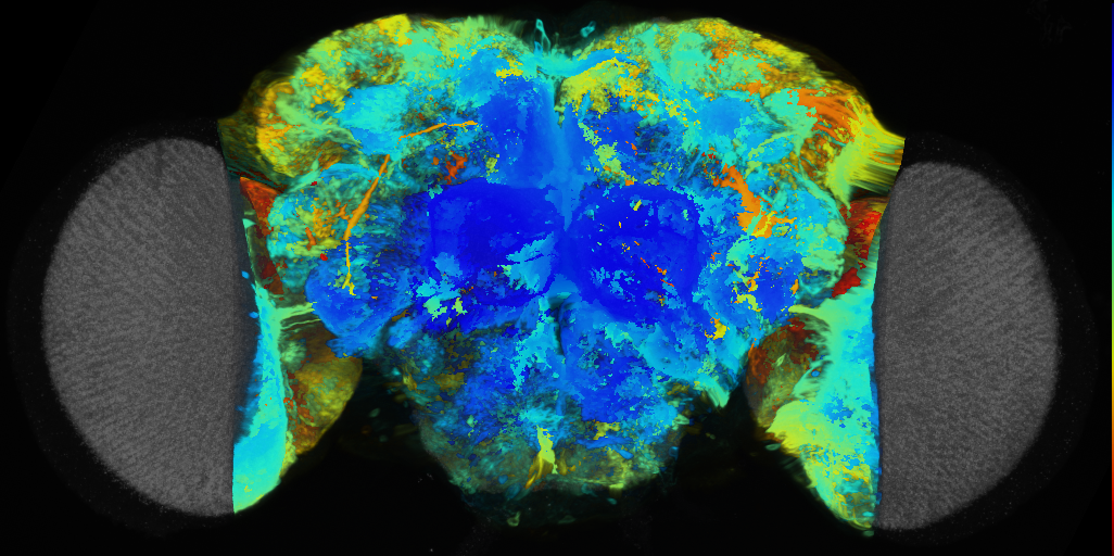 P{VT046050-GAL4} expression pattern