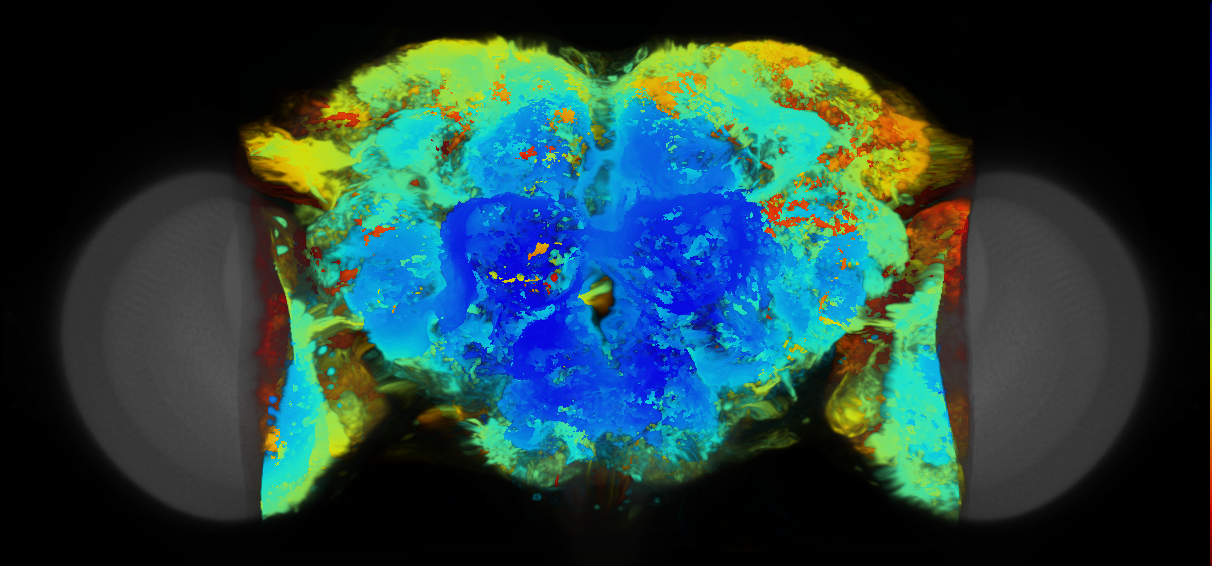 P{VT046050-GAL4} expression pattern
