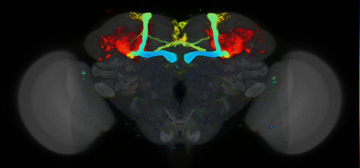 P{VT046080-GAL4} expression pattern