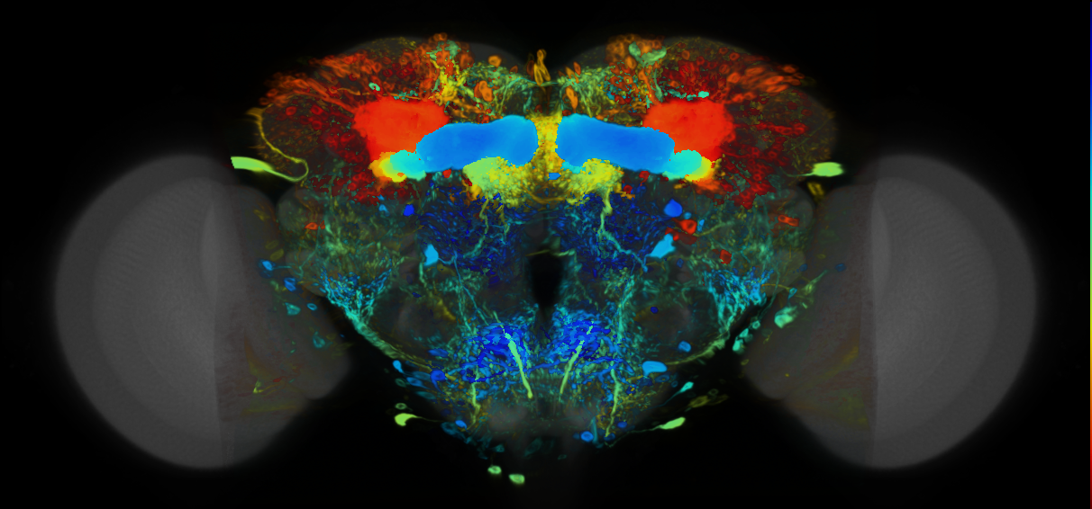 P{VT046088-GAL4} expression pattern