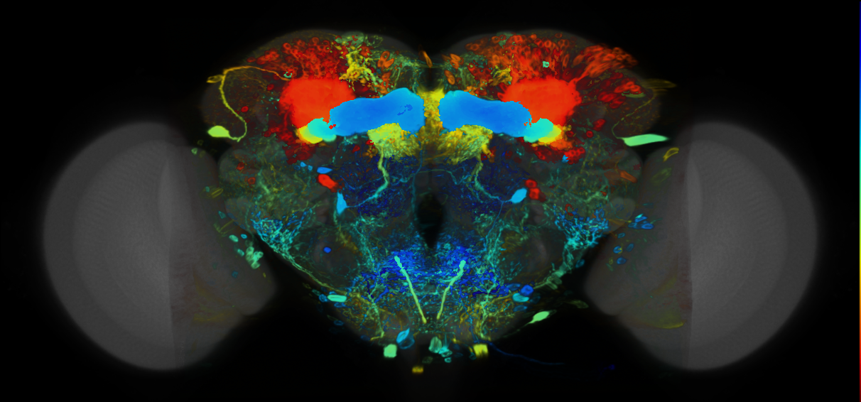 P{VT046088-GAL4} expression pattern